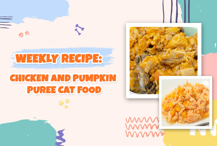 Vet Approved Homemade Cat Food Recipes: Chicken and Pumpkin