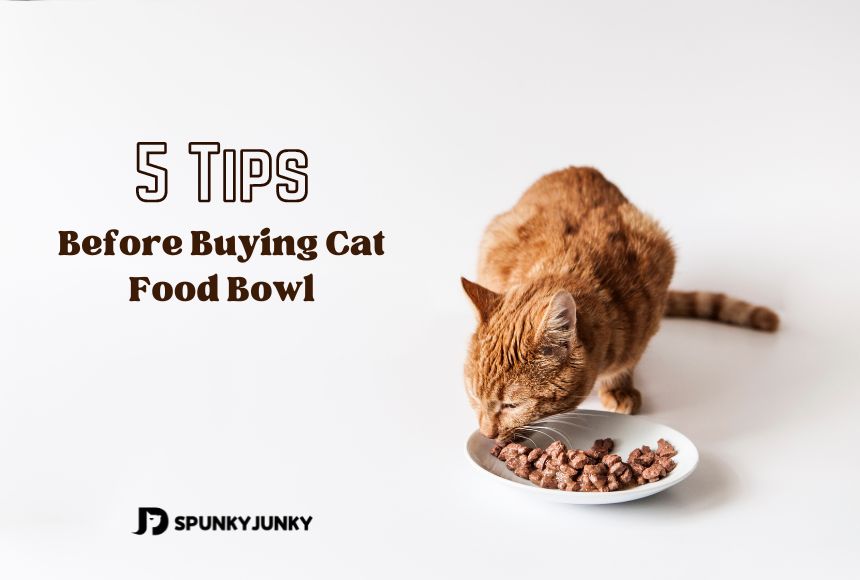 5 Tips You Need to Know Before Buying Cat Food Bowls
