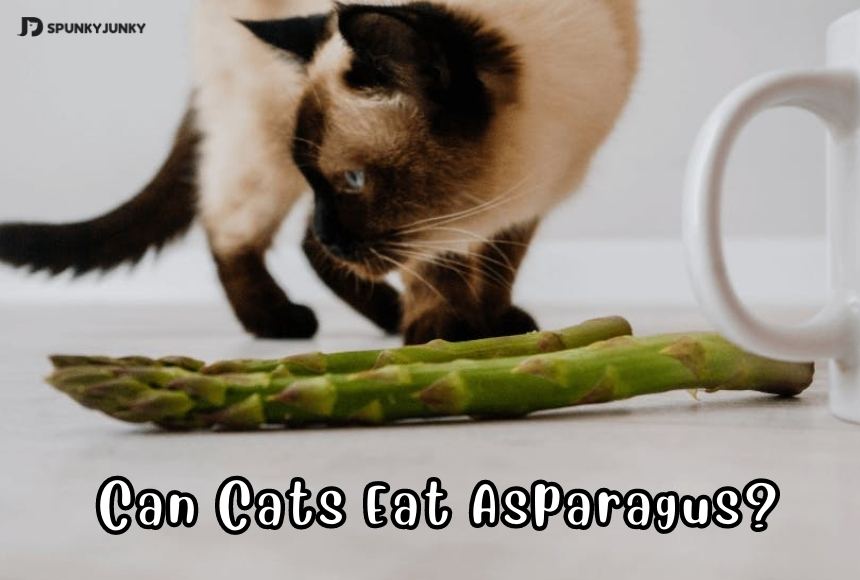 Can Cats Eat Asparagus?