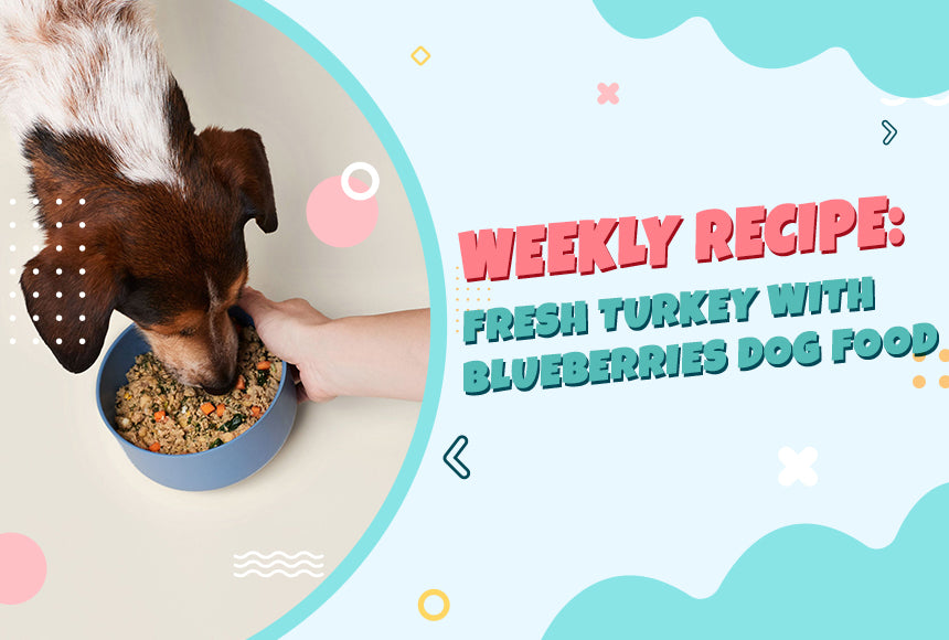 WEEKLY RECIPE: Fresh Turkey With Blueberries Dog Food
