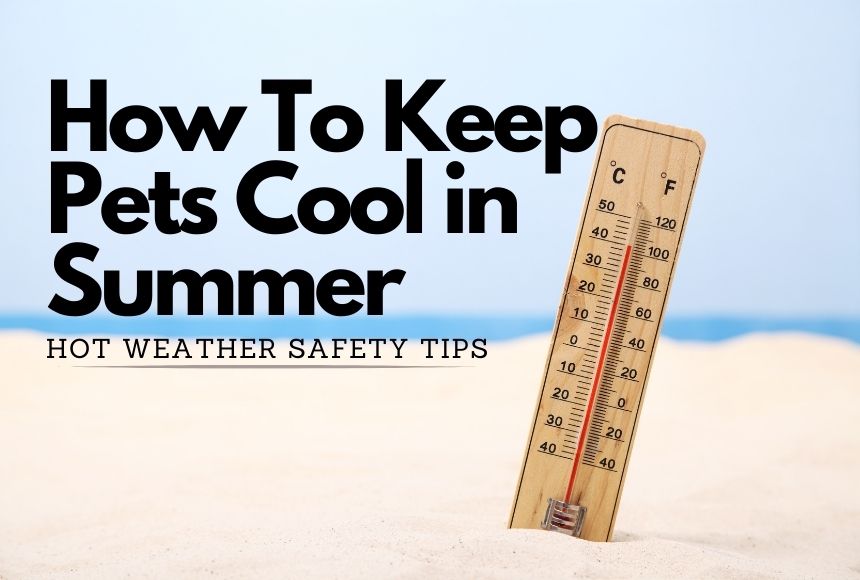 How To Keep Pets Cool in Summer