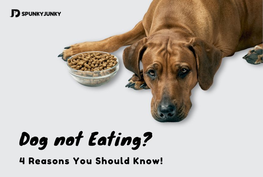 Dog not Eating? 4 Reasons You Should Know