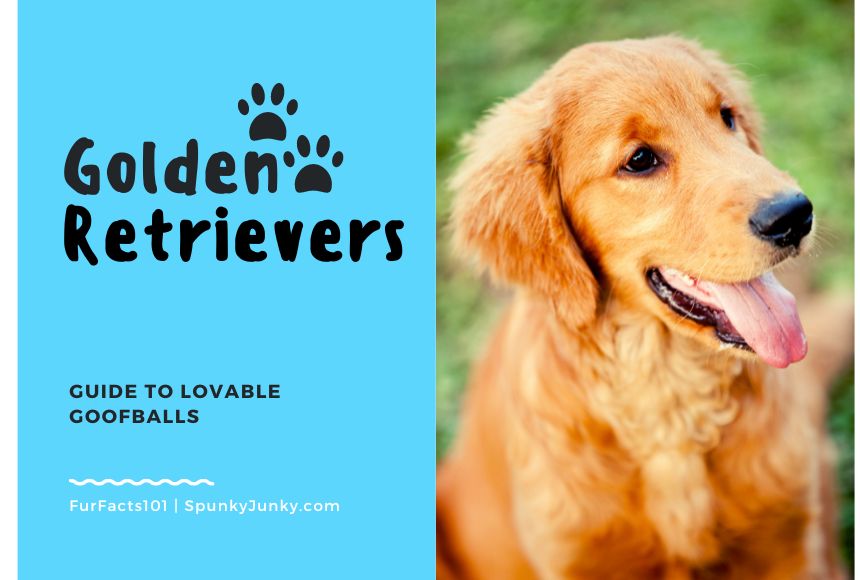 SpunkyJunky FurFacts101 Week 4 about Golden Retrievers