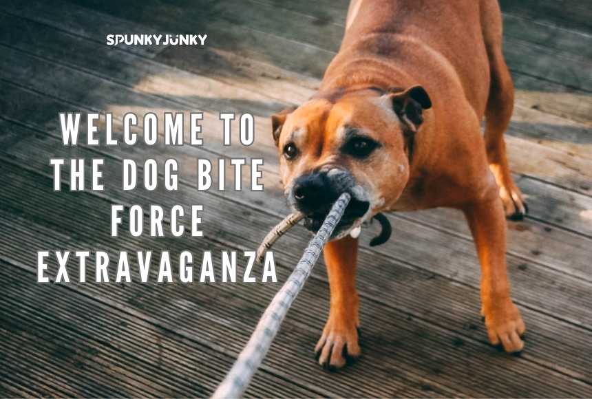 Welcome to the Dog Bite Force Extravaganza