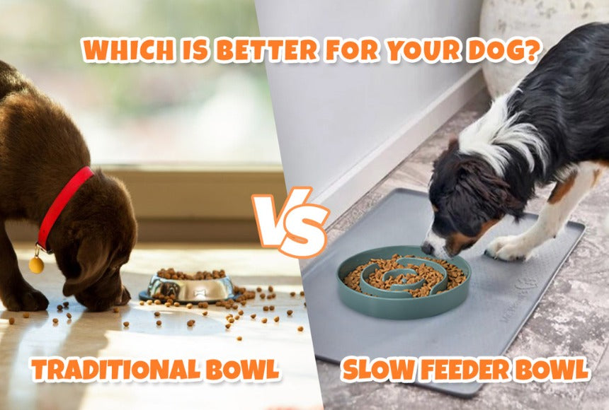 Traditional vs. Slow Feeder Dog Bowls: Which is Better for Your Dog?
