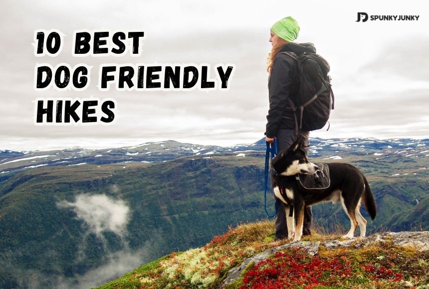 10 Pawsome Dog-Friendly Hikes in 2023 That'll Make Your Pup Wag Tail