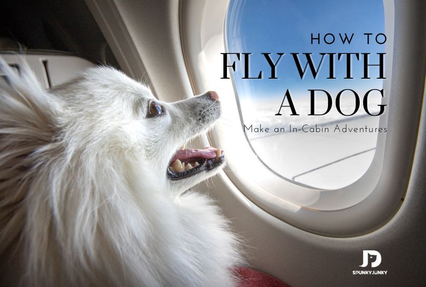 how to fly with a dog