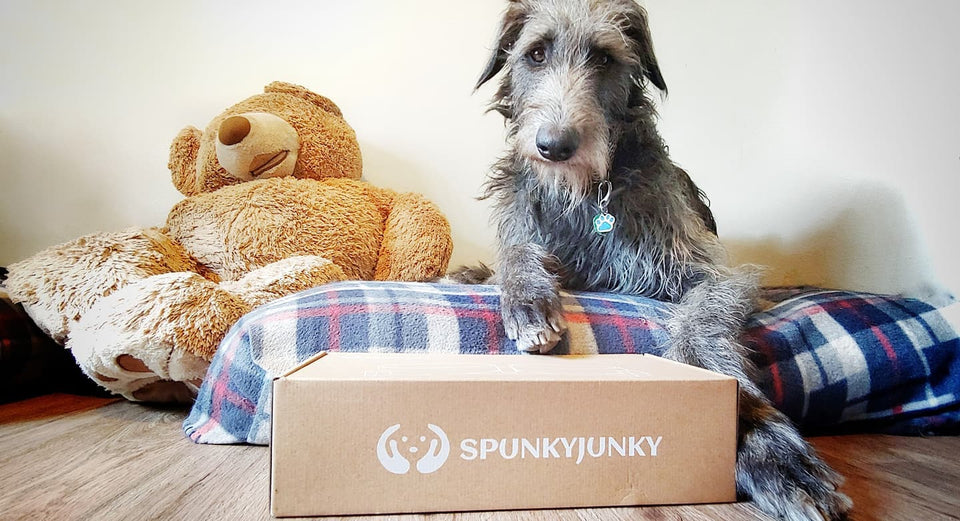SpunkyJunky's dog bowl packaging in front of a grey dog