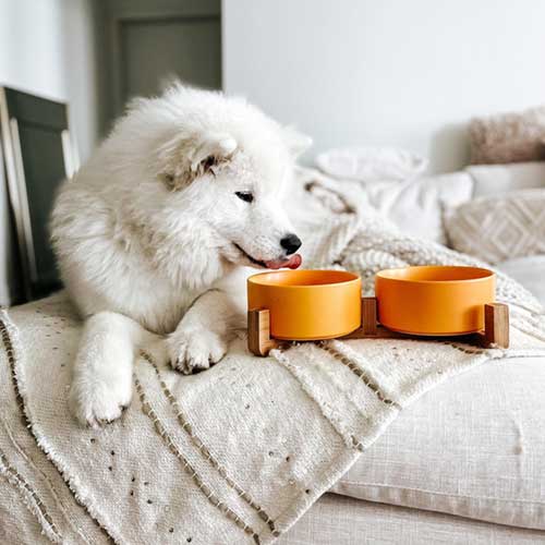 next to the Samoyed on the couch is the yellow pet bowl set