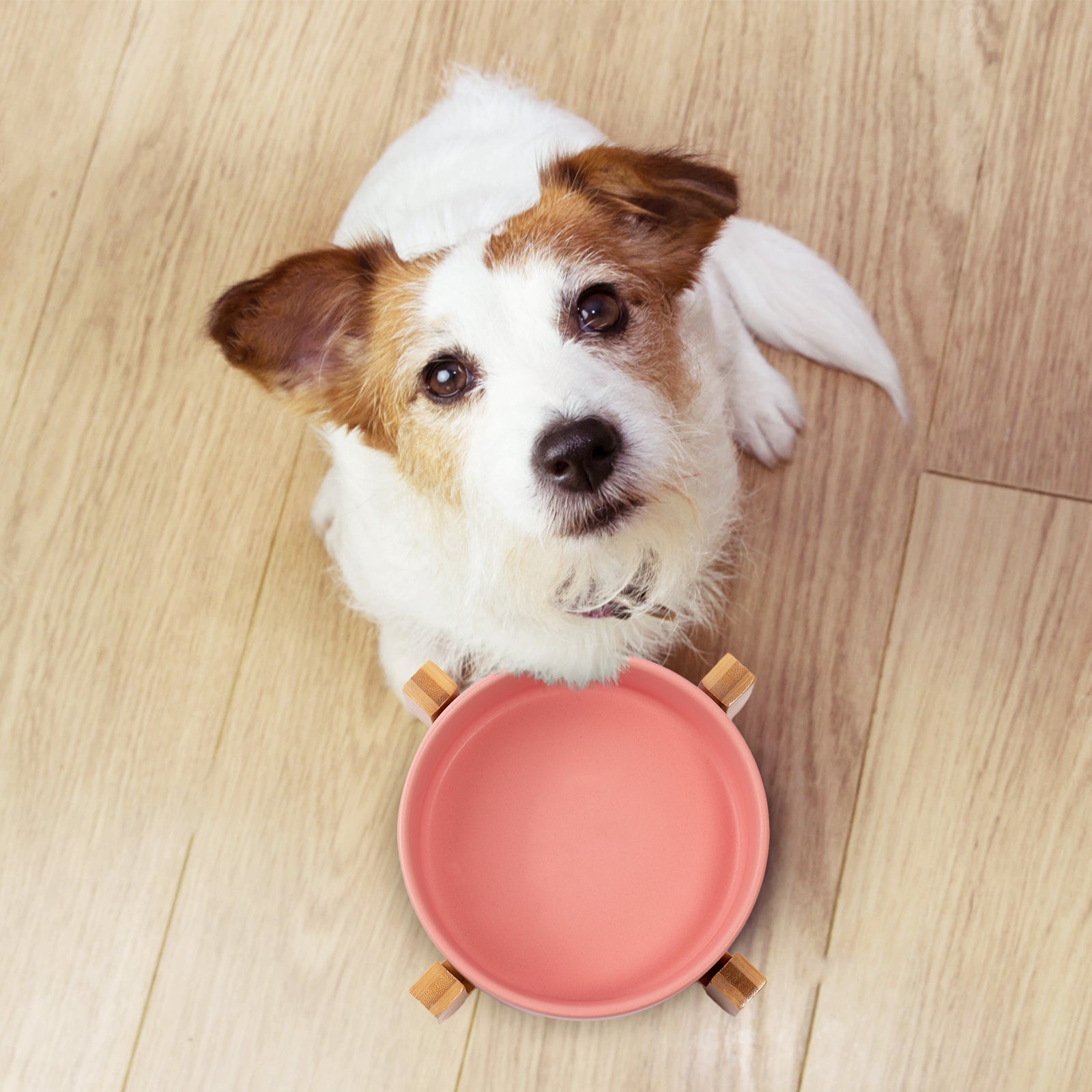 a pink 15° tilted dog bowl in the front of the dog