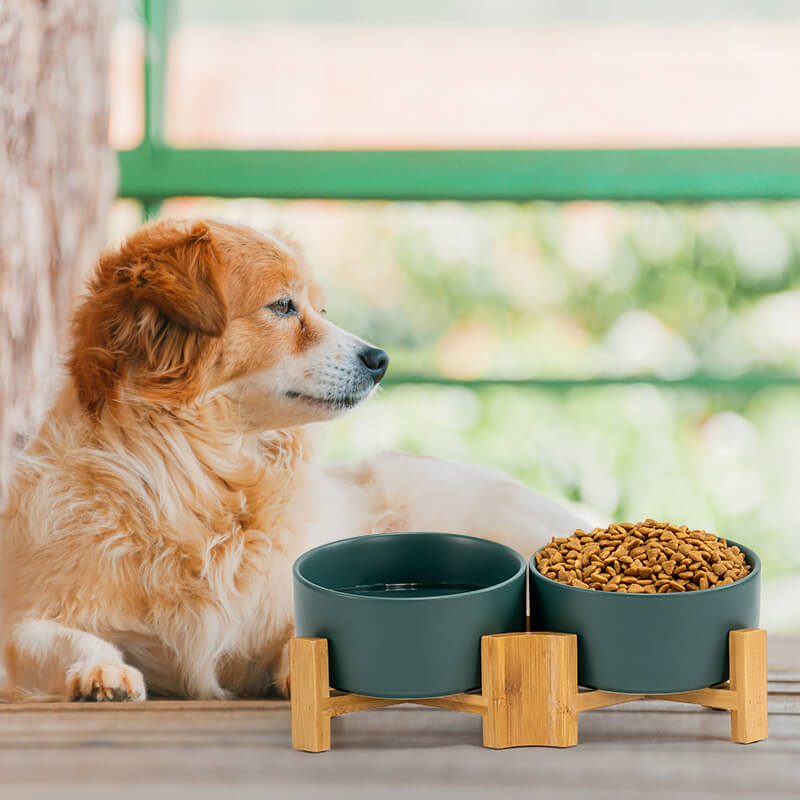 a yellow dog lying beside the green 15° tilted pet bowl set filled with food and water