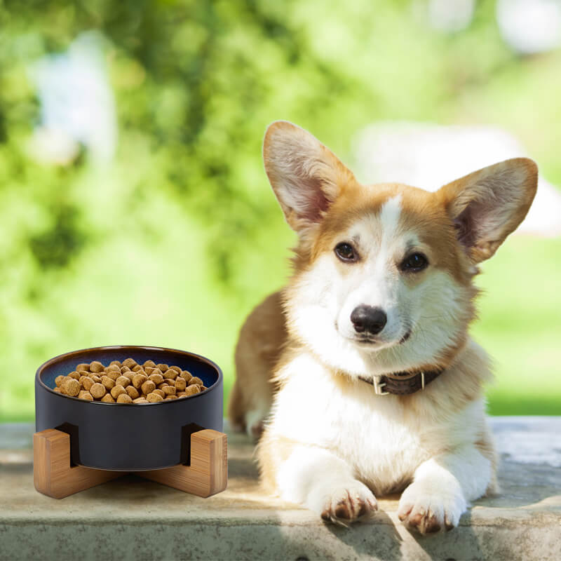 a corgi with a ceramic dog bowl with starry sky pattern on its left side