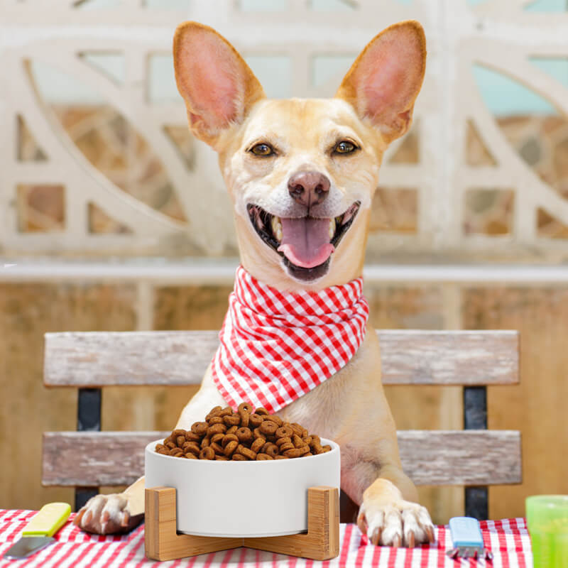 on the table in front of a smiling dog with a red scarf is a cute dog bowl