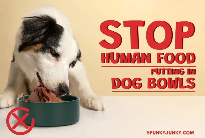 Stop Human Food Ending Up in Dog Bowls