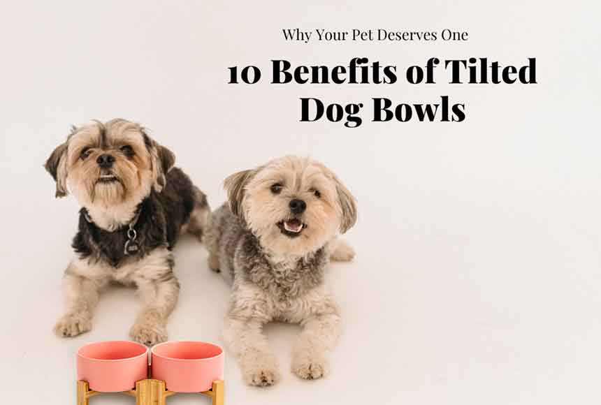 10 Benefits of Tilted Dog Bowls: Why Your Pet Deserves One