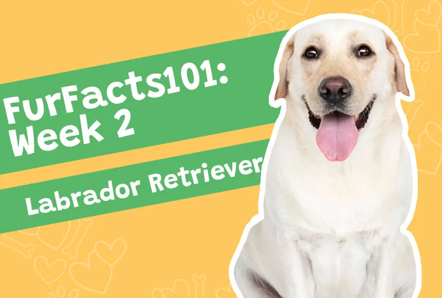 Furfacts101: Week 2 Labrador Retrievers