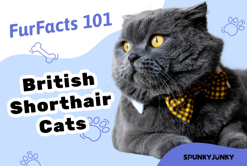 Cat Facts 101: Unveiling the Charms of British Shorthair Cats