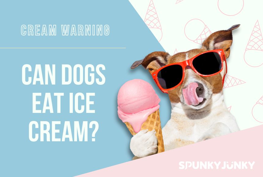 Cream Warning: Can Dogs Eat Ice Cream?