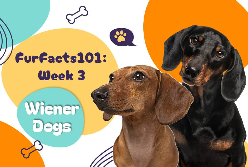 Spunkyjunky FurFacts101 Week 3: Wiener Dogs