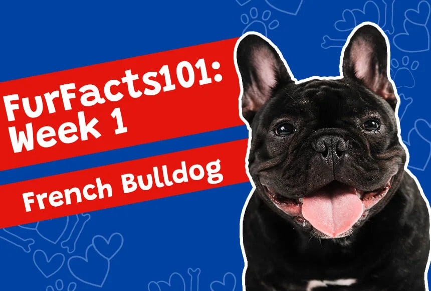 first week to introduce french bulldog on FurFacts101