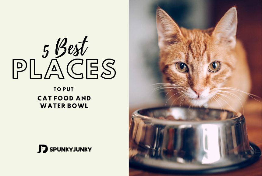 5 Best Places to Put Cat Food and Water Bowls