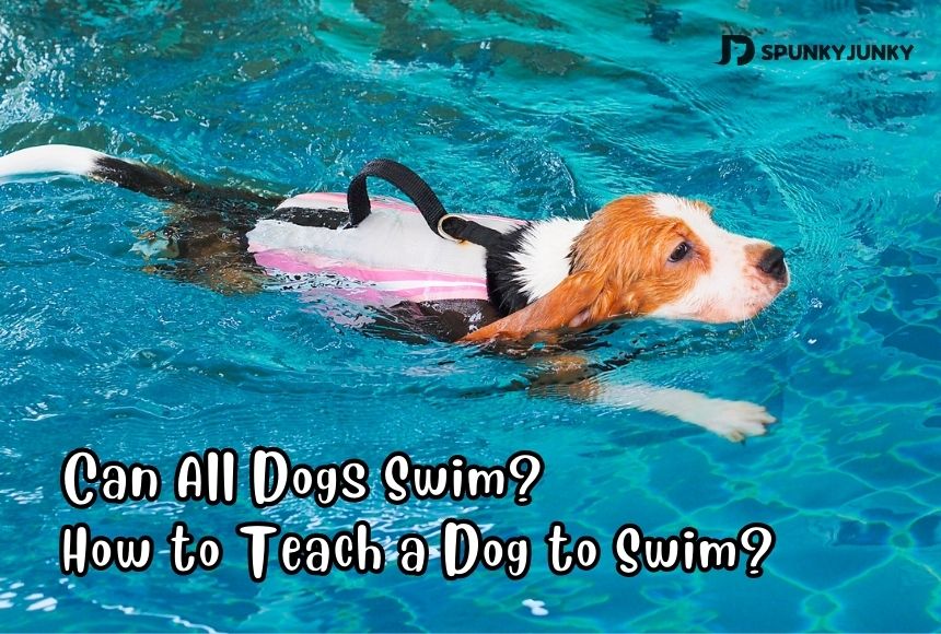 Can All Dogs Swim? How to Teach a Dog to Swim?