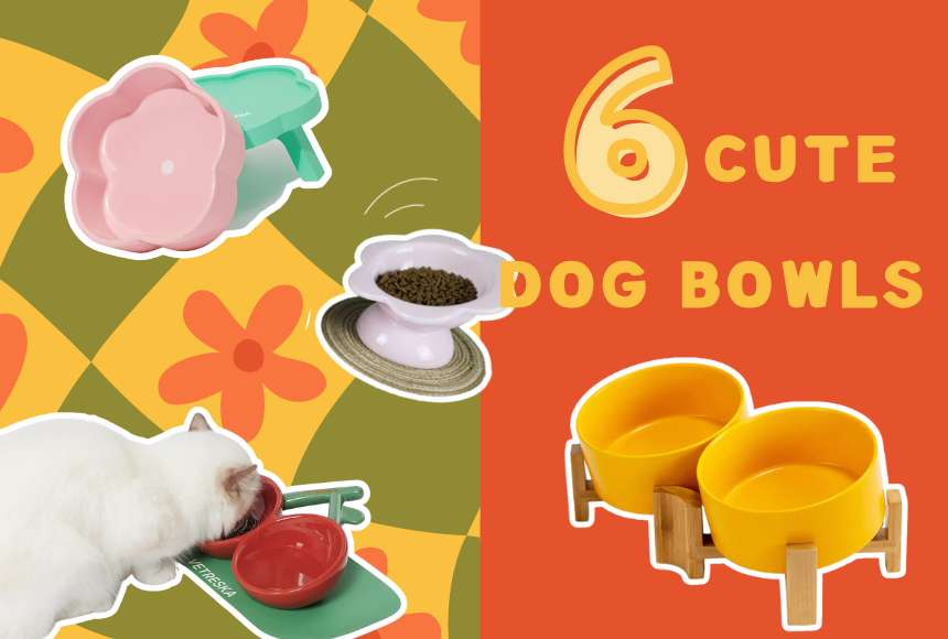 6 Cute Dog Bowls