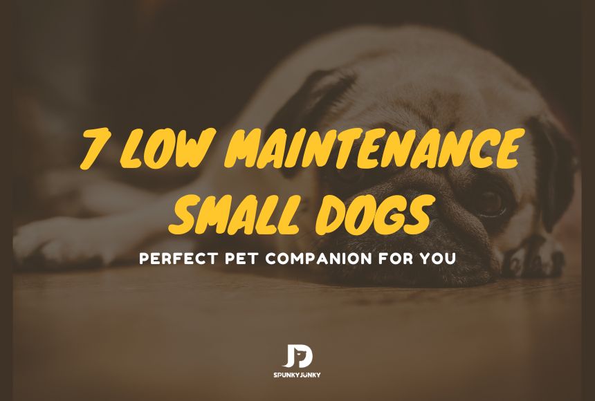 7 Small Dog Breeds that Make the Perfect Low Maintenance Pets
