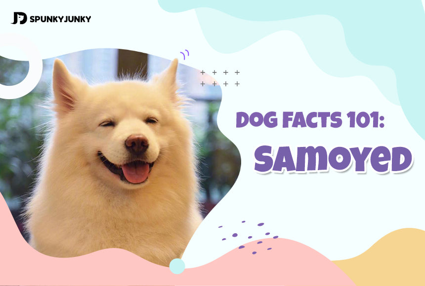 Dog Facts 101: The Smiling Kingdom of the Samoyed