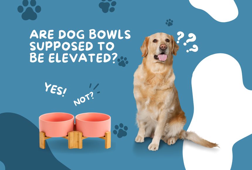 Are Dog Bowls Supposed to Be Elevated?