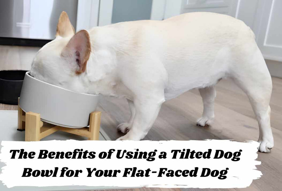 Benefits of Using a Tilted Dog Bowl for Flat-faced Dogs