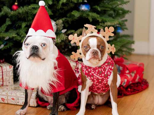Two puppies dressed as Santa and Rudolph