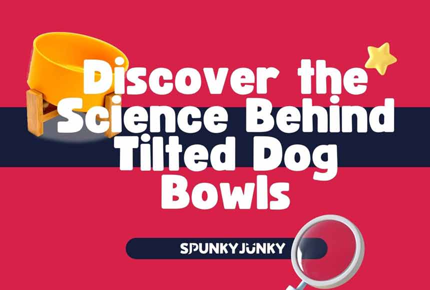 Tilted Dog Bowls: The Science Behind Their Design