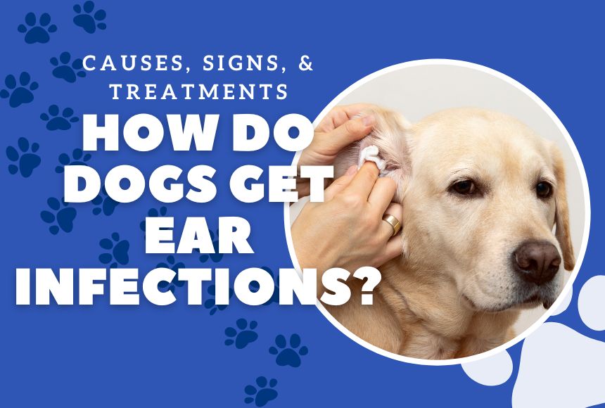 How Do Dogs Get Ear Infections? Causes, Signs, and Treatments