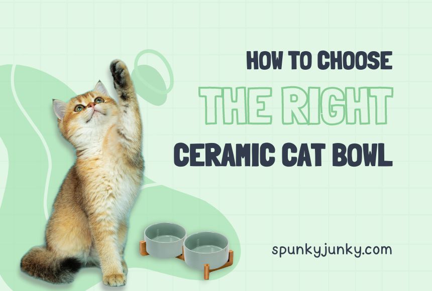 How to Choose the Right Ceramic Cat Bowl