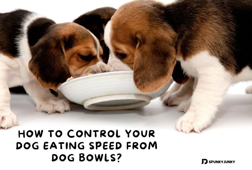 How to Control Your Dog Eating Speed from Dog Bowls?