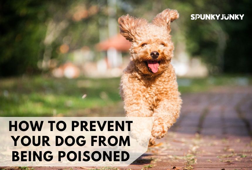 How to Prevent Your Dog from Being Poisoned