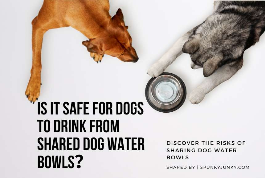 Is It Safe for Dogs To Drink from Shared Dog Water Bowls?