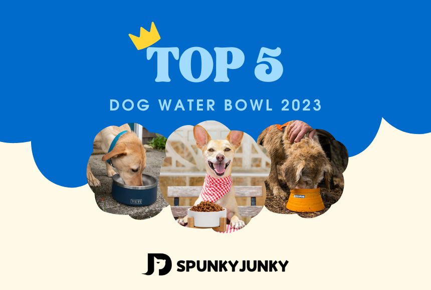 Top 5 Dog Water Bowl of 2023