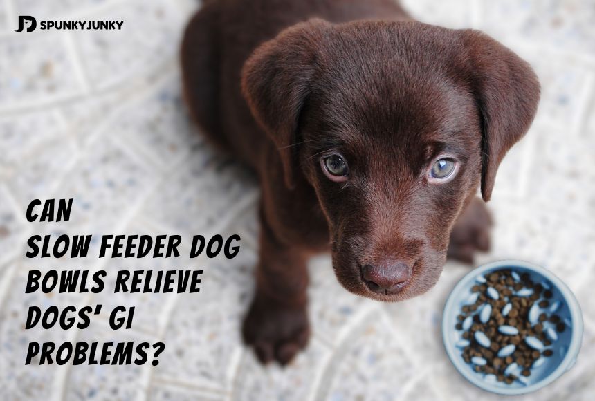 Can Slow Feeder Dog Bowls Relieve Dogs' GI Problems?