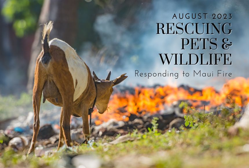 Responding to Maui Fire: Rescuing Pets & Wildlife