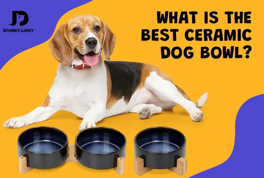 SpunkyJunky Starry Sky is the best ceramic dog bowl