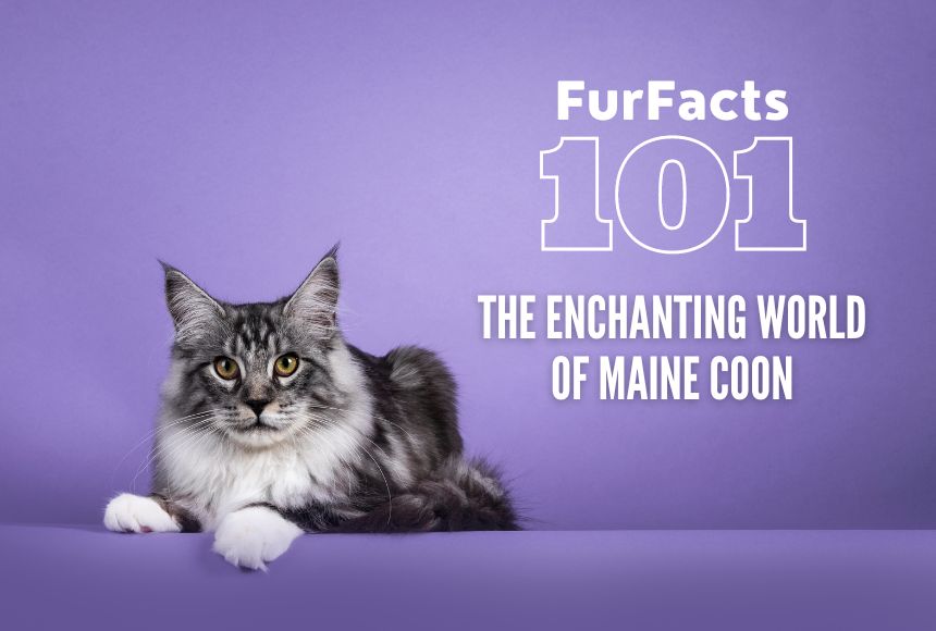 Cat Facts 101: The Enchanting World of Maine Coon