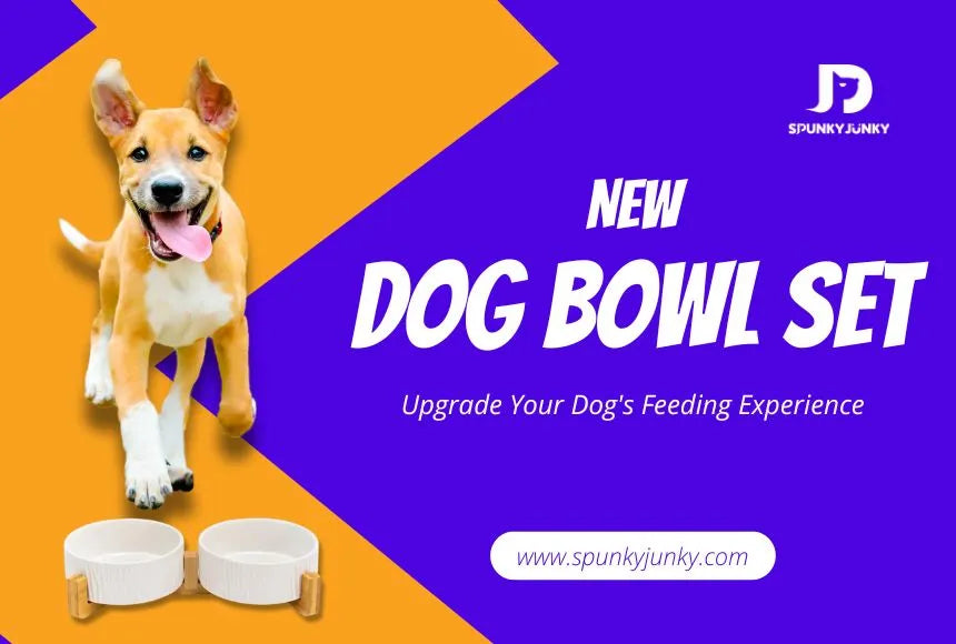 Upgrade Your Dog's Feeding Experience with new dog bowl set