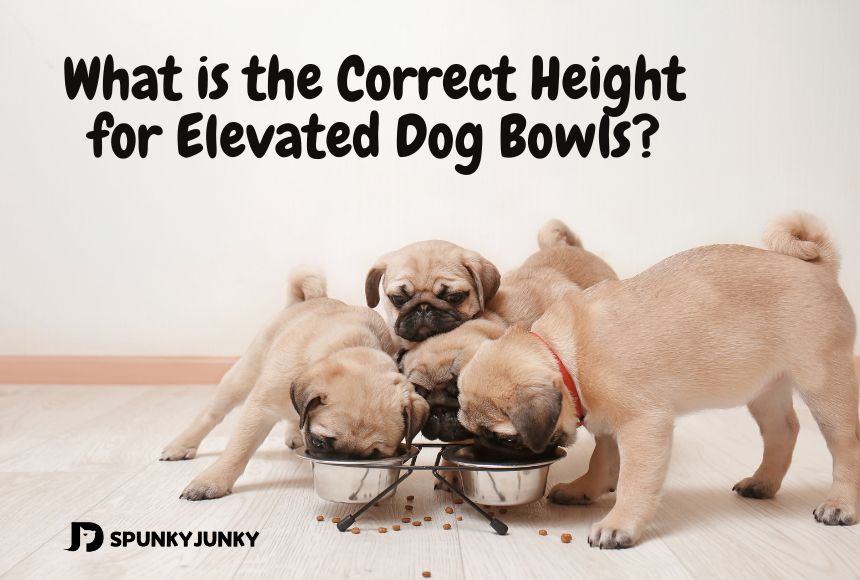 What is the Correct Height for Elevated Dog Bowls