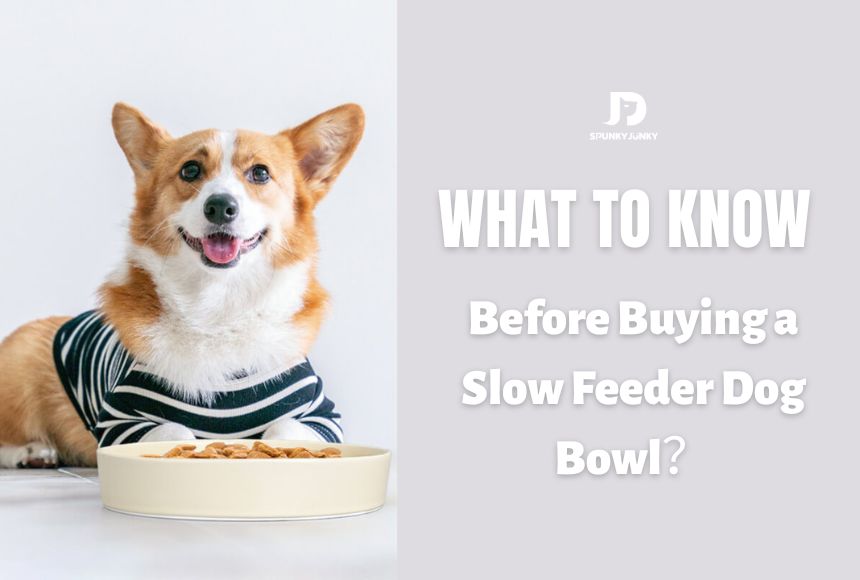 What to Know Before Buying a Slow Feeder Dog Bowl？