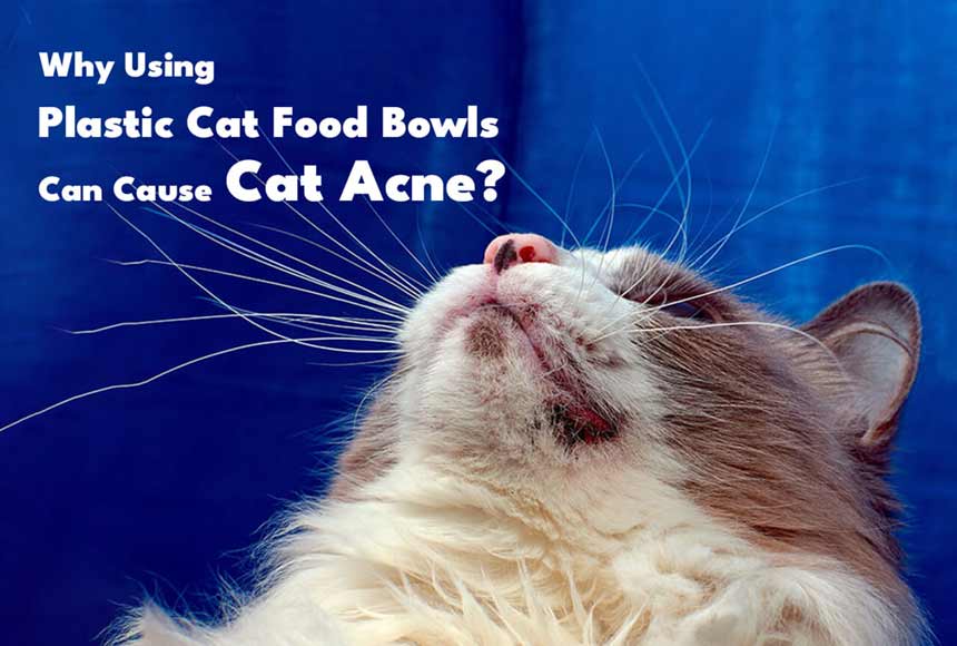 Why Using Plastic Cat Bowls Can Cause Cat Acne?