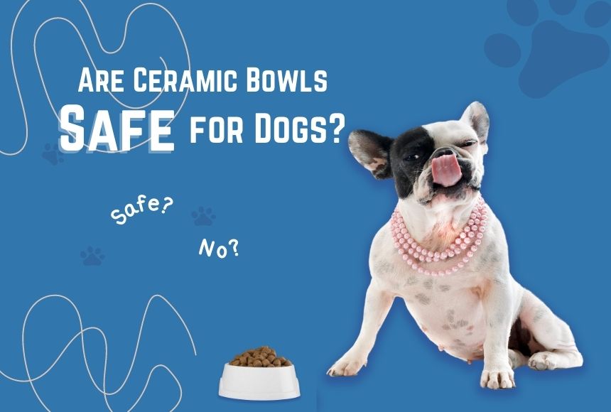 are ceramic bowls safe for dogs