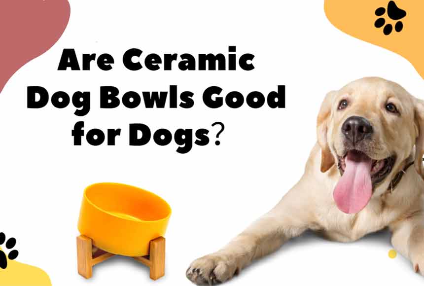 Are Ceramic Dog Bowls Good for Dogs?