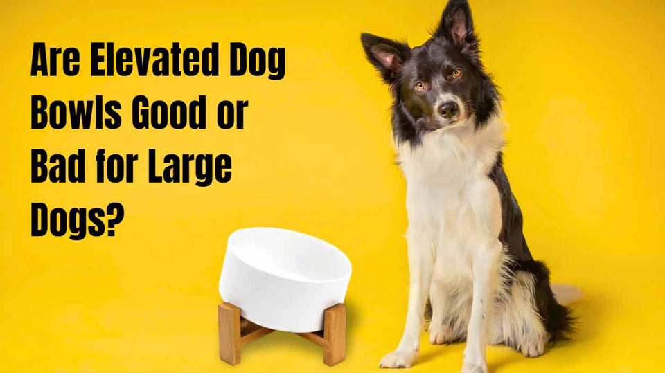 Are Elevated Dog Bowls Good or Bad for Large Dogs?